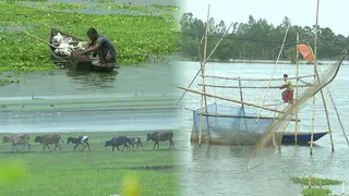 অর্থনীতিতে বছরে তিন হাজার কোটি টাকার যোগান চলনবিলের